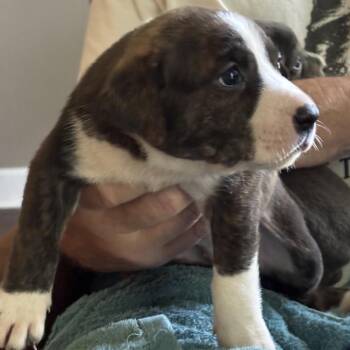 Nassi -  Pit Bull Terrier and Mixed Breed Dog for Adoption in Eureka Springs, Arkansas - Nassi | PetCurious