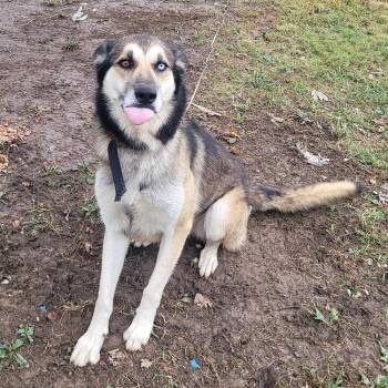 Cooper -  Alaskan Malamute and Great Pyrenees Dog for Adoption in Brentwood, Missouri - Cooper | PetCurious