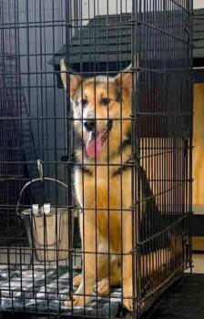 Nox -  German Shepherd Dog and Husky Dog for Adoption in Georgetown, Ohio - Nox | PetCurious