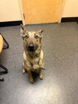 Belgian Shepherd Malinois and Catahoula Leopard Dog Dogs Available for Adoption in Roseville, California - Miss Daisy | PetCurious