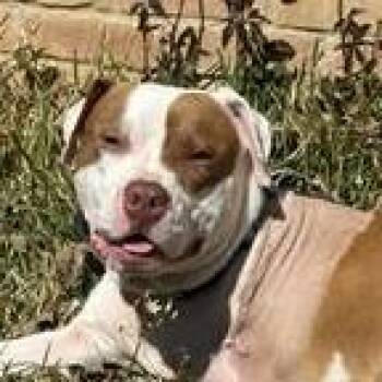 English Bulldog and Mixed Breed Dogs Available for Adoption in Marshall, Texas - Champ | PetCurious
