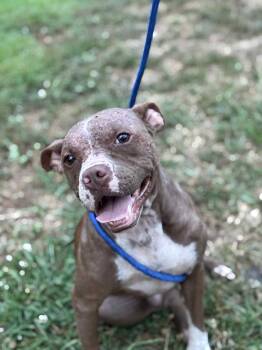 Rescue American Staffordshire Terrier Dogs for Adoption in Shelby, North Carolina - Dobby | PetCurious