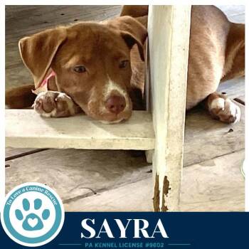 Sayra 082226 -  Labrador Retriever Dog for Adoption in Kimberton, Pennsylvania - Sayra 082226 | PetCurious