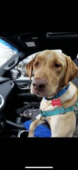 Rescue Labrador Retriever Dogs for Adoption in Garland, Texas - Hendrix | PetCurious