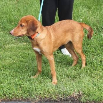 Red -  Mixed Breed Dog for Adoption in Elk Grove Village, Illinois - Red | PetCurious