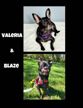 Valeria & Blaze -  Chihuahua Dog for Adoption in Greensburg, Pennsylvania - Valeria & Blaze | PetCurious