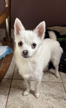 Sally -  Pomeranian and Chihuahua Dog for Adoption in Grand Rapids, Michigan - Sally | PetCurious