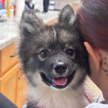 YORK-Stray-16397 -  Pomeranian and Husky Dog for Adoption in York, Pennsylvania - YORK-Stray-16397 | PetCurious