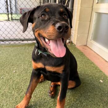 Anubis -  Mixed Breed Dog for Adoption in Asheville, North Carolina - Anubis | PetCurious