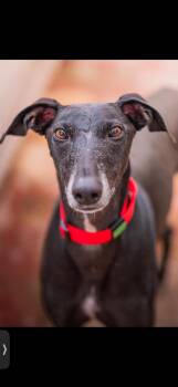 Talavante -  Galgo Spanish Greyhound Dog for Adoption in Winter Park, Florida - Talavante | PetCurious