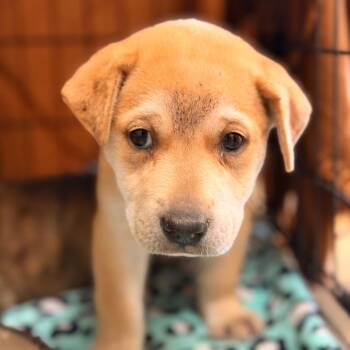 Beretta -  American Staffordshire Terrier Dog for Adoption in San Antonio, Texas - Beretta | PetCurious
