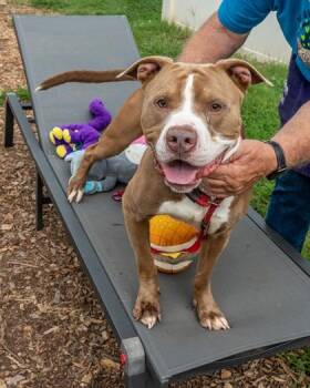 Captcha -  Mixed Breed Dog for Adoption in Chamblee, Georgia - Captcha | PetCurious