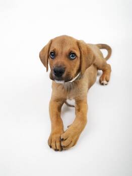 Rescue Labrador Retriever and Hound Dogs for Adoption in Scottsdale, Arizona - Miller | PetCurious