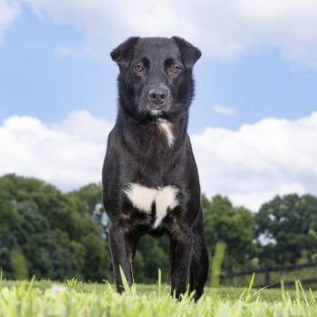 Mouse -  Mixed Breed Dog for Adoption in Franklin, Tennessee - Mouse | PetCurious