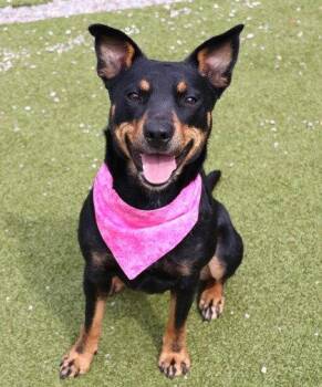 Australian Kelpie Dogs Available for Adoption in Rockaway, New Jersey - Mali Athens | PetCurious