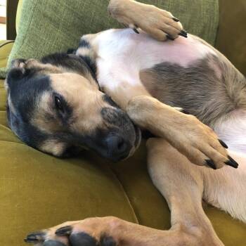 Hannah -  American Foxhound and Shepherd Dog Available for Adoption in Cashmere, Washington - Hannah | PetCurious
