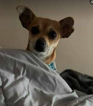 Chihuahua Dogs Available for Adoption - Princess Peaches | PetCurious