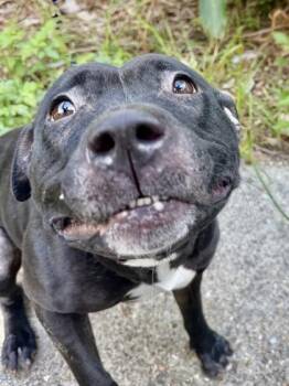 Elowen -  Pit Bull Terrier and Mixed Breed Dog for Adoption in New Orleans, Louisiana - Elowen | PetCurious