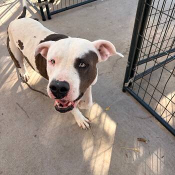 Rescue Pit Bull Terrier Dogs for Adoption in Harlingen, Texas - Buddy | PetCurious