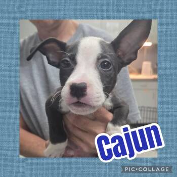 Cajun -  Catahoula Leopard Dog and Pit Bull Terrier Dog for Adoption in Ringwood, New Jersey - Cajun | PetCurious