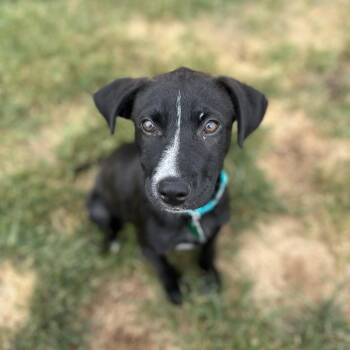 Onyx -  Mixed Breed Dog for Adoption in Buffalo, Minnesota - Onyx | PetCurious