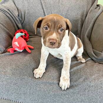 Cairo -  Mixed Breed Dog for Adoption in Lewisville, Texas - Cairo | PetCurious
