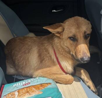 FERRIS -  German Shepherd Dog and Mixed Breed Dog for Adoption in Pearland, Texas - FERRIS | PetCurious