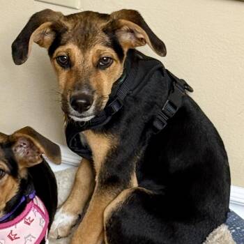 Duke -  Rat Terrier and Shepherd Dog for Adoption in Ferndale, Michigan - Duke | PetCurious