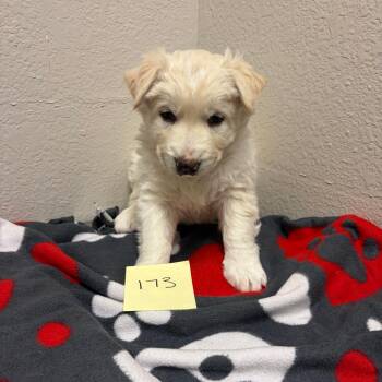 Husky and Mixed Breed Dogs Available for Adoption - 173 (2026) Sonny | PetCurious