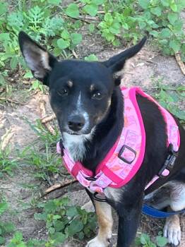 Myra -  Chihuahua Dog for Adoption in Gainesville, Virginia - Myra | PetCurious