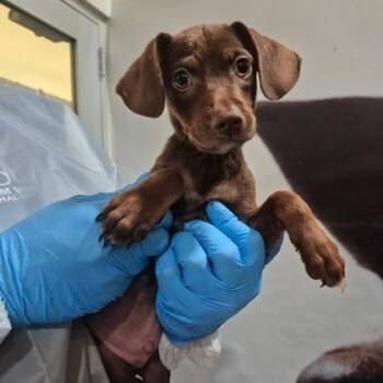 Gatsby -  Doberman Pinscher and Mixed Breed Dog for Adoption in Morton Grove, Illinois - Gatsby | PetCurious