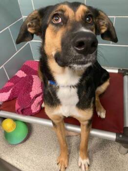 Rescue German Shepherd Dog Dogs for Adoption in Hoffman Estates, Illinois - Tierney | PetCurious