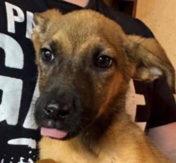Mixed Breed Dogs Available for Adoption - Elaine (p) | PetCurious