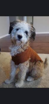 Shih Poo Dogs Available for Adoption in Lakewood Village, Texas - Marley | PetCurious