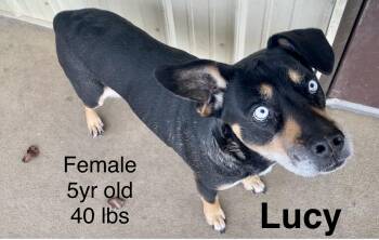 Mixed Breed Dogs Available for Adoption - Lucy | PetCurious