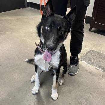 Carla -  Shepherd and Husky Dog for Adoption in Tampa, Florida - Carla | PetCurious