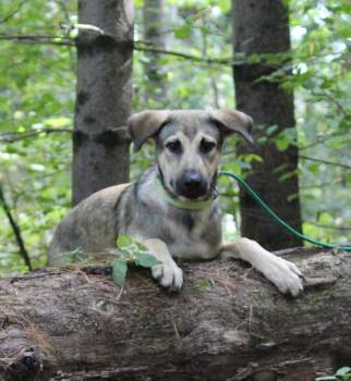 Rescue Shepherd Dogs for Adoption in Portage, Wisconsin - Beyblade | PetCurious