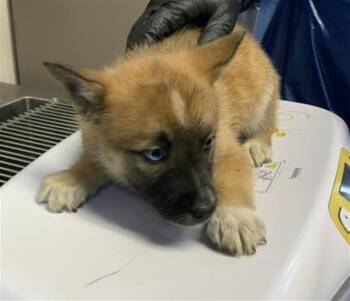 Husky and Mixed Breed Dogs Available for Adoption in Visalia, California - A253255 | PetCurious