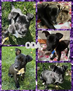 Rescue Mixed Breed Dogs for Adoption in Lancaster, New York - Oda | PetCurious