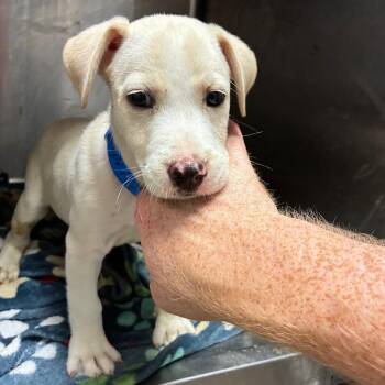 Sprite -  Mixed Breed Dog for Adoption in Chattanooga, Tennessee - Sprite | PetCurious