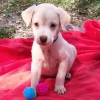 Muddles -  Labrador Retriever and Mixed Breed Dog for Adoption in West Islip, New York - Muddles | PetCurious