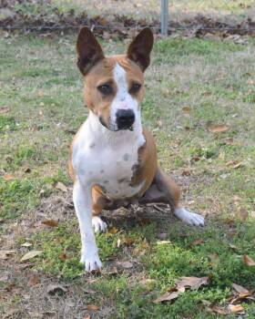 Willa -  Staffordshire Bull Terrier and Mixed Breed Dog for Adoption in Kingsland, Georgia - Willa | PetCurious