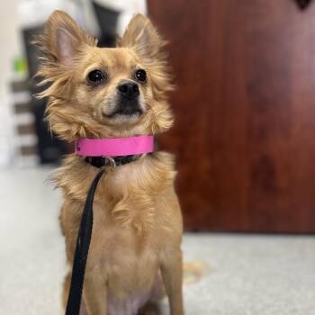 Little Baby 22908 -  Chihuahua Dog for Adoption in Cumming, Georgia - Little Baby 22908 | PetCurious