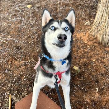 Maverick -  Husky and Mixed Breed Dog for Adoption in Salt Lake City, Utah - Maverick | PetCurious