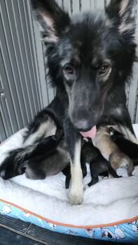 Rescue German Shepherd Dog Dogs for Adoption in Dittmer, Missouri - Lady | PetCurious