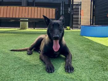 Belgian Shepherd Malinois Dogs Available for Adoption in Tustin, California - NINETTE | PetCurious