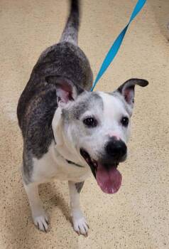 Husky Dogs Available for Adoption - Barry | PetCurious