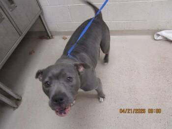 Pit Bull Terrier Dogs Available for Adoption in Marietta, Georgia - (201) | PetCurious