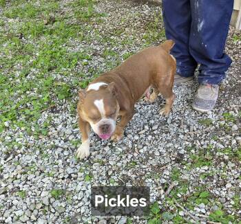 Pickles -  English Bulldog and American Bully Dog for Adoption in Wever, Iowa - Pickles | PetCurious