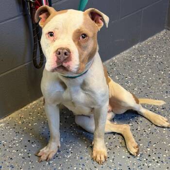 Pit Bull Terrier and Mixed Breed Dogs Available for Adoption - Storm | PetCurious
